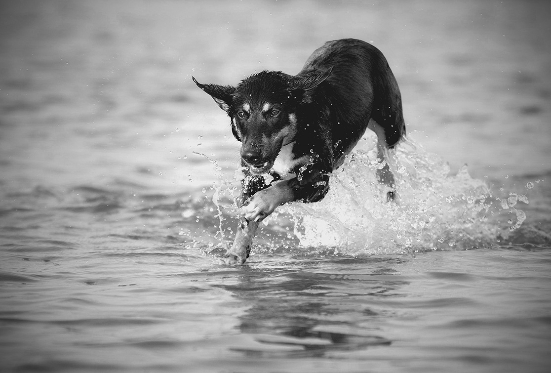Hund in Action im Wasser