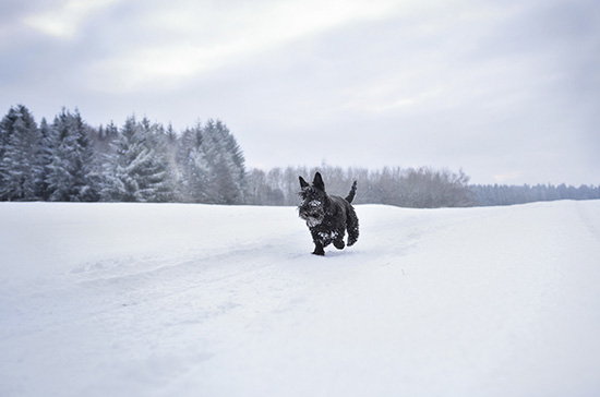 Scottish Terrier in Schneelandschaft