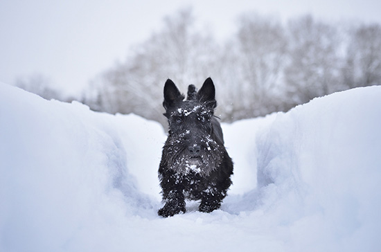 Scottish Terrier rennt im Schnee