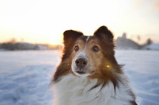 Sheltie Portrait im Schnee mit Sonnenuntergang