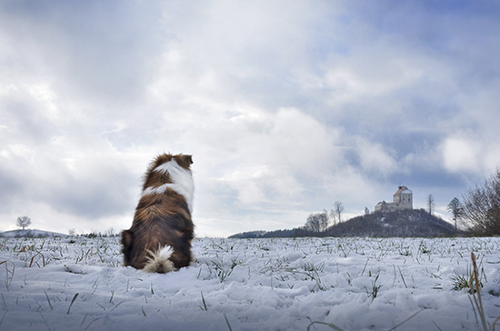 Sheltie im Schnee mit Blick auf die Waldburg