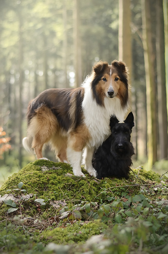 Sheltie und Scottish Terrier im Wald