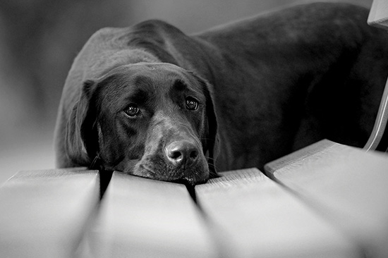 Labrador Portrait auf Bank