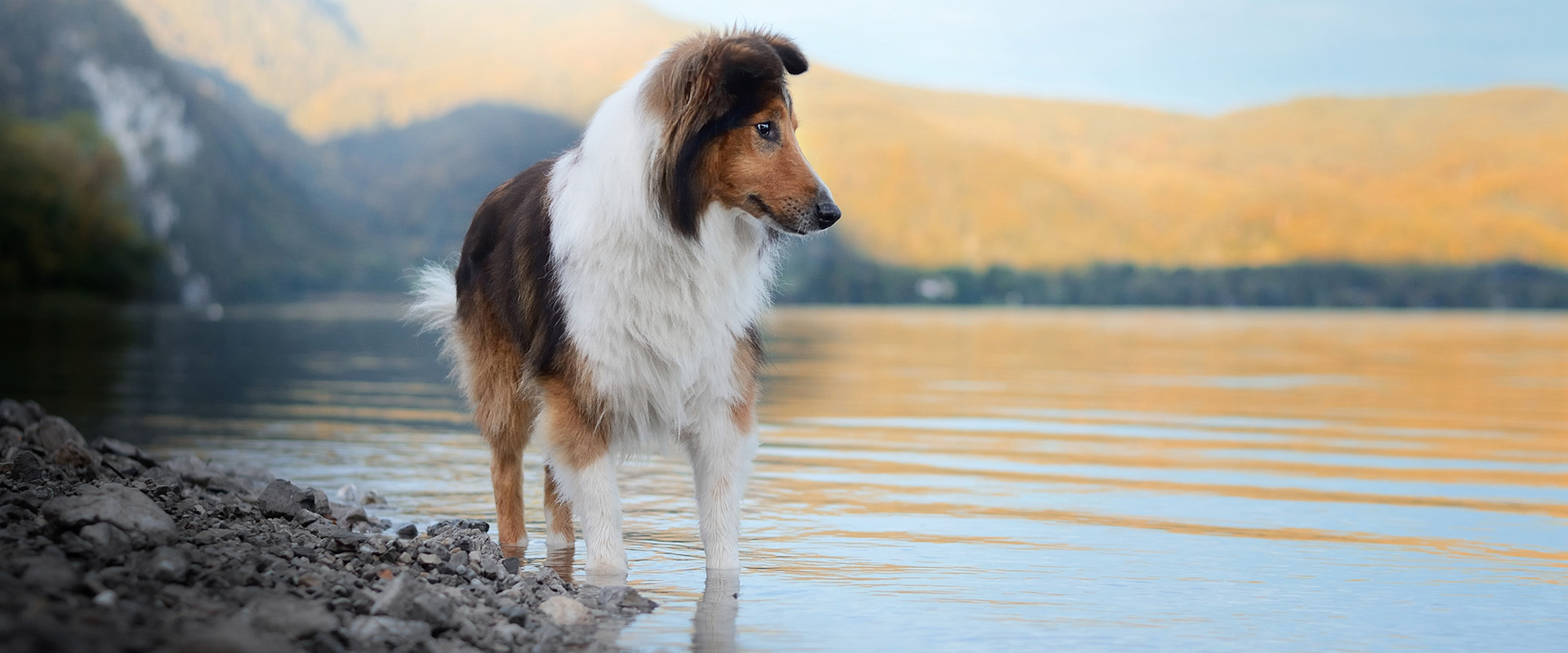 Hund (Sheltie) am Seeufer
